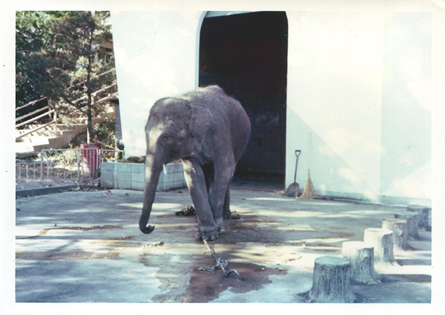 ゾウ（昭和50年11月）