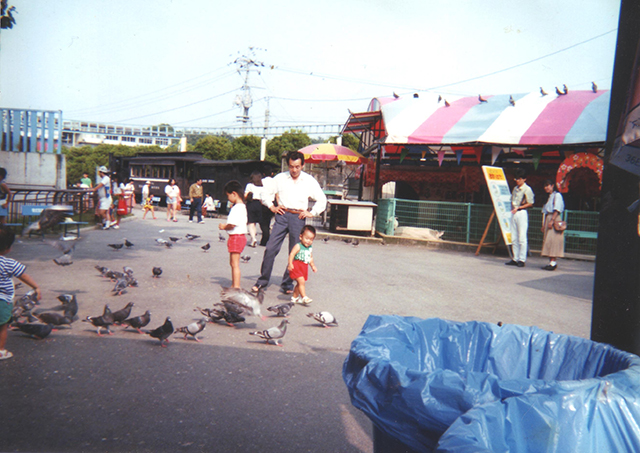 ハト（1991年秋頃）