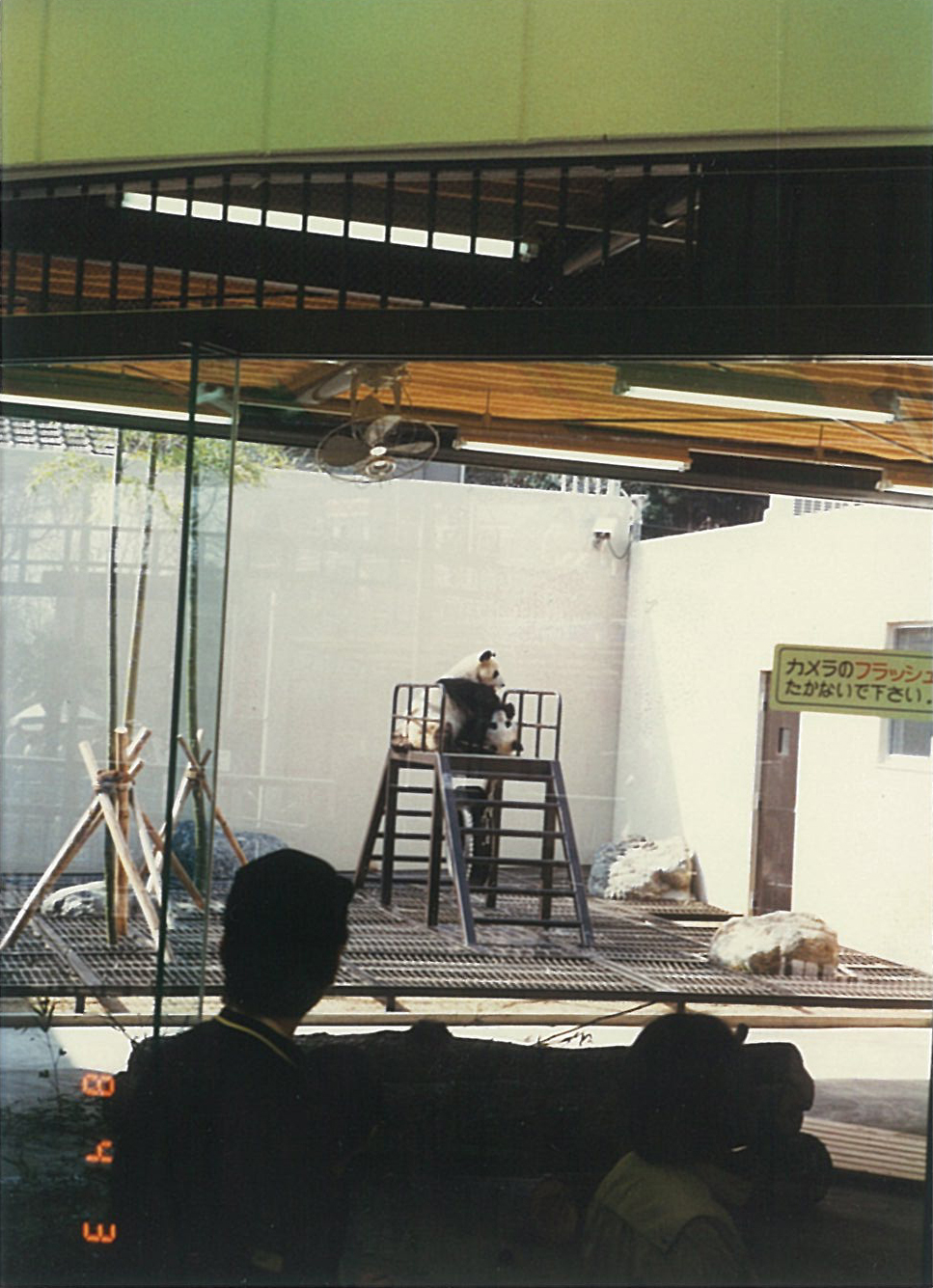 パンダ（中国三大珍獣展/1988年）