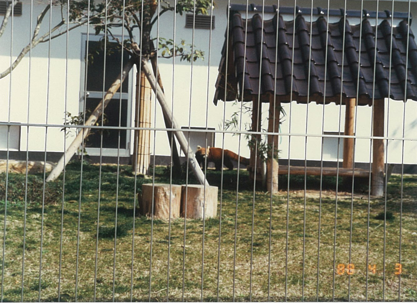 レッサーパンダ（中国三大珍獣展/1988年）